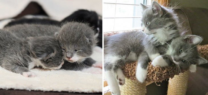 Fotos del antes y después de dos gatos grises 