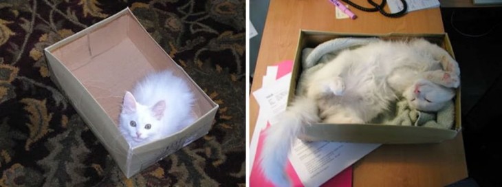foto del antes y después de un gato dentro de una caja 