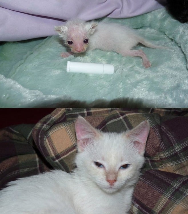 Foto del crecimiento de un pequeño gatito blanco 