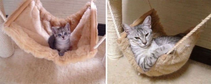 fotografía de un gato acostado sobre una cama de bebé y en otra de grande 