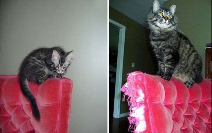 fotografía que muestra el antes y después de un gato sobre un sillón rojo 