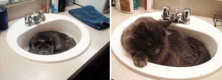 Fotografía de un gato dentro de un lavabo de manos antes y después de varios años 