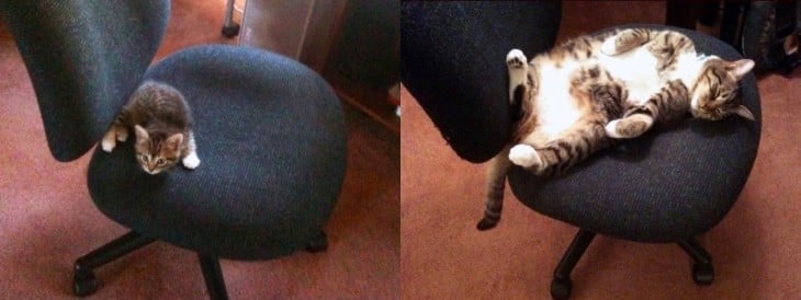 fotografía del antes y después de un gato sobre una silla de escritorio 