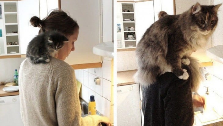 fotografías de un gato sobre el hombro de una chica que esta en la cocina 