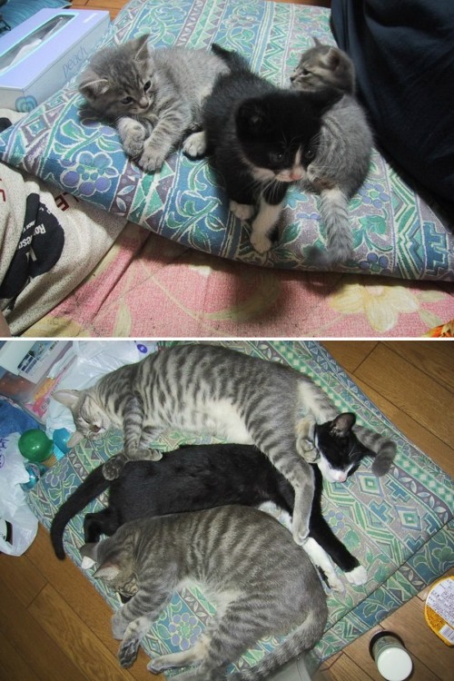 3 gatos sobre una almohada de pequeños y unos años después 