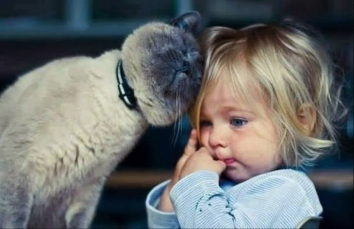 gato recargándose sobre la cabeza de una niña 