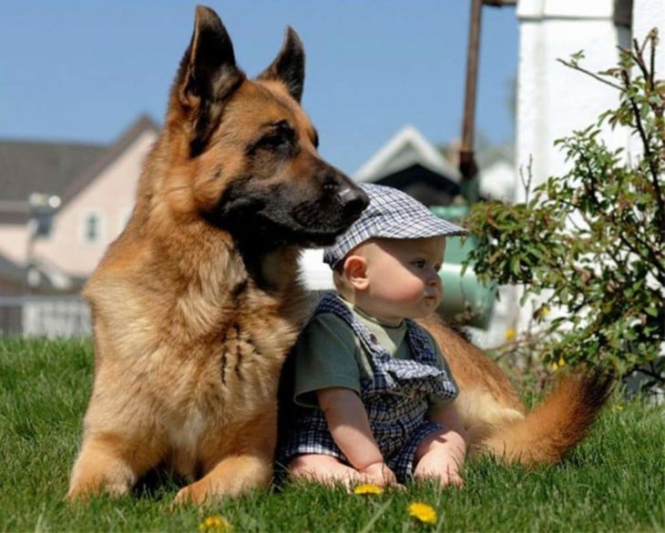 bebé sentado frente a su perro pastor alemán 