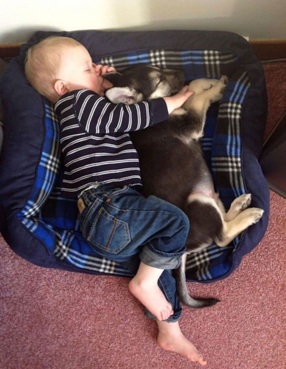 bebé dormido en la cama de su perro 