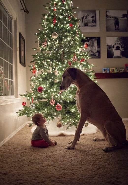 bebé sentado frente a su perro junto a un árbol de navidad 