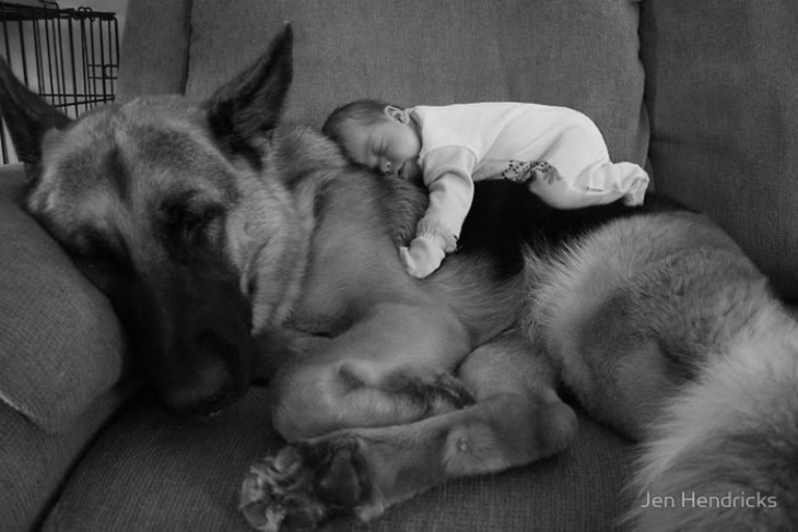 bebé acostado sobre su perro pastor alemán 