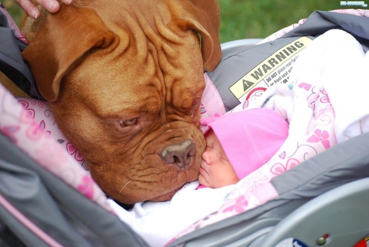 cabeza de un perro grande lamiendo la cara de una pequeña bebé 