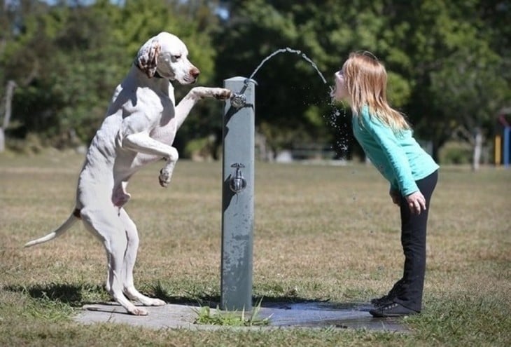 perro dando de beber agua a una niña 