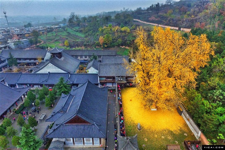 ÁRBOL DE GINKO, ES DE LOS MÁS VIEJOS DE EL MUNDO ESTE ÁRBOL TIENE MÁS DE 1400 AÑOS DE VIDA