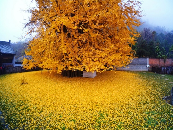 ASÍ SE VE EL SUELO DEL TEMPLO BUDISTA QUE ALBERGA AL GINKO, DURANTE TODO EL OTOÑO