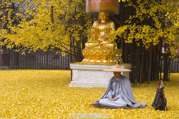 MONJE MEDITANDO BAJO LA COPA DEL GINKO Y SUS HOJAS CAÍDAS