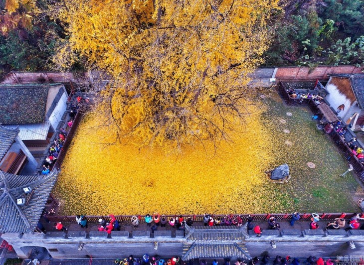 ÁRBOL DE GINKO, SE ENCUENTRA EN UN CENTRO DE MEDITACIÓN BUDISTA 