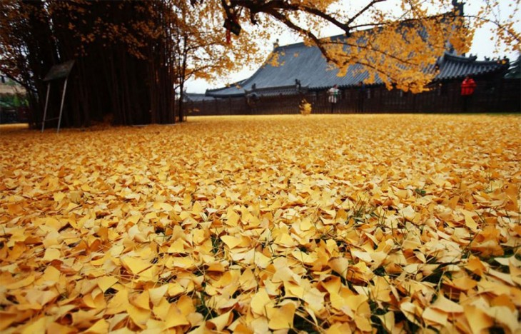 HOJAS DEL ÁRBOL DE GINKO TIENEN PROPIEDADES CURATIVAS Y ES MUY UTILIZADO POR LOS MONJES PARA VENDERLA EN EL MERCADO 