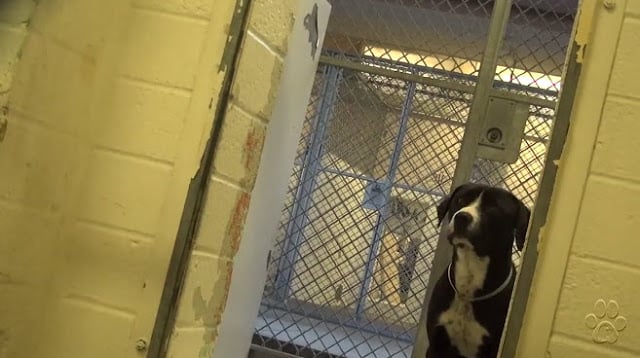 Benny perro dentro de un refugio en California 