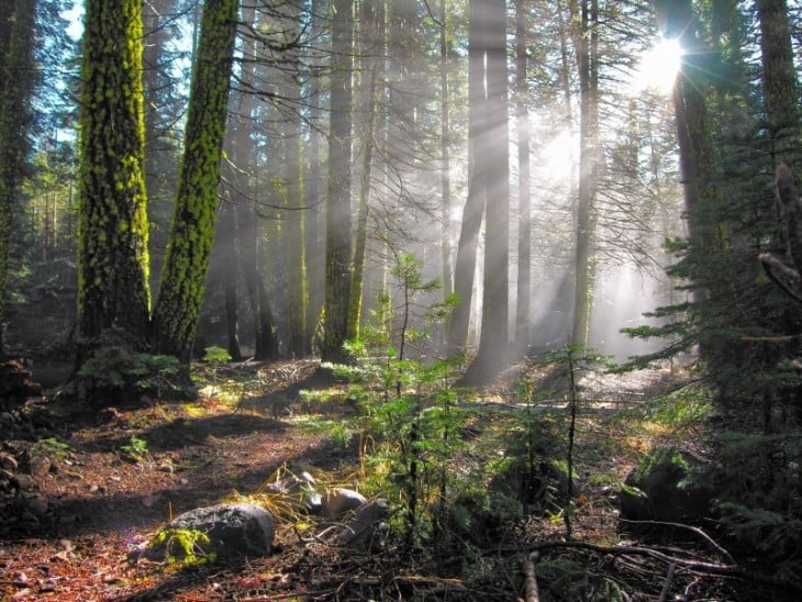 BOSQUE DE RED WOOD, CALIFORNIA.