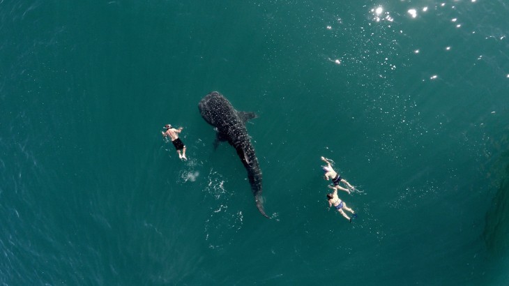 tres personas nadando junto a un tiburón ballena 