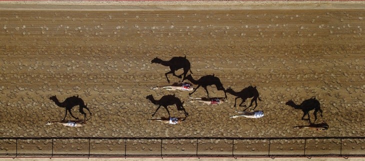 Pista de carreras de camellos Al Marmoun en Dubai 