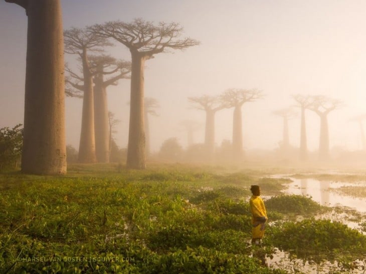 Mother Of The Forest, Madagascar 