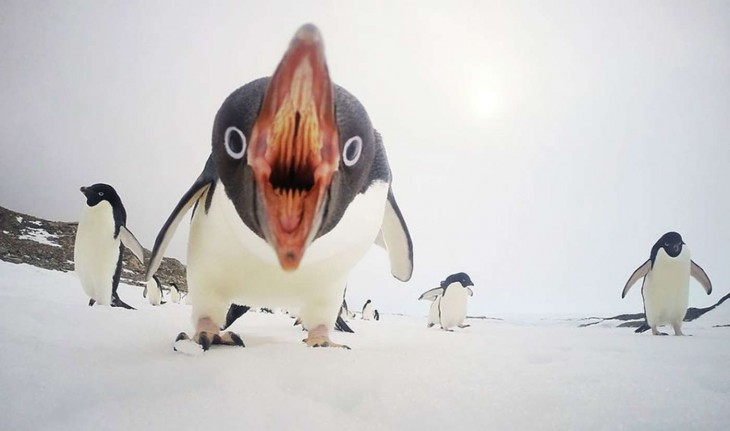 Cuando los pingüinos atacan, la Antártida Por Clinton Berry