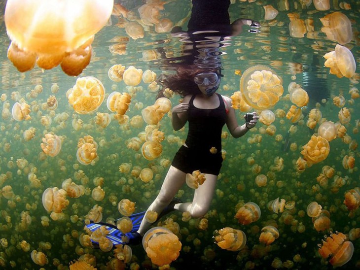 Gelatinas amarillas en Islas Chelbacheb, Oceanía fotografía por: Ciemon Frank Caballes