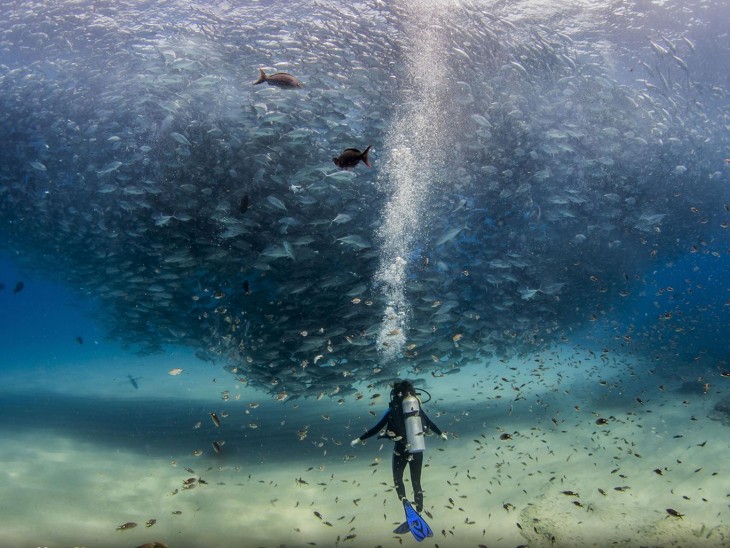 Todos los peces en el mar en Cabo Pulmo, México por Jeff Hester