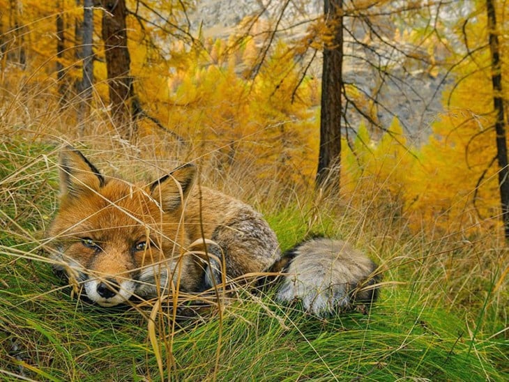 Fox Found fotografía por Stefano Unterthiner
