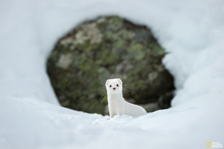 Invierno blanco en el Parque Nacional Gran Paradiso, Italia Por Stefano Unterthiner