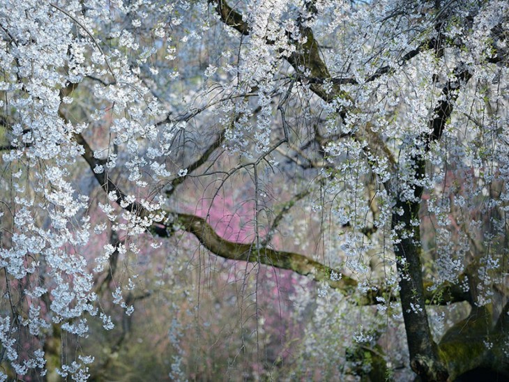 Flores imperiales en el Palacio Imperial en Kyoto, Japón