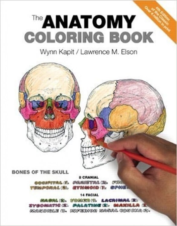 libro para colorear con diseños de anatomía 