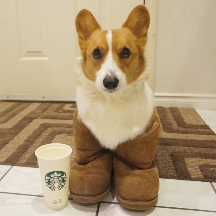 Corgi dentro de una botas cafés cerca de un vaso Starbucks