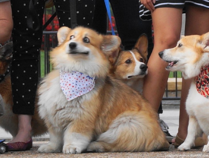 Corgi con cara de sorpresa cerca de otros cachorros corgis 