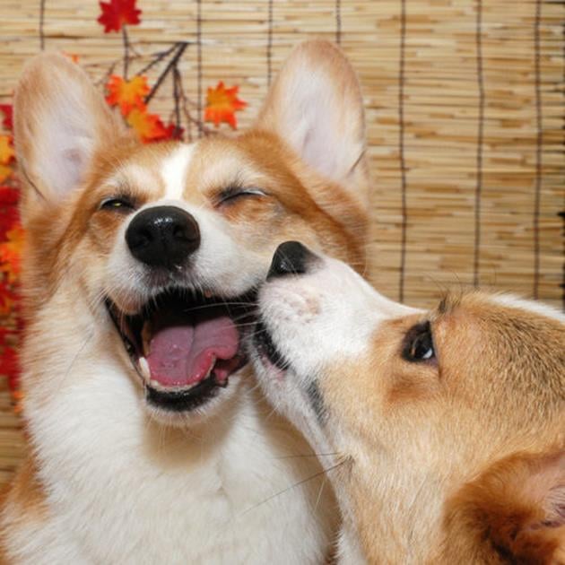 fotografía que muestra a un perrito corgi dando un beso a otro Corgi 