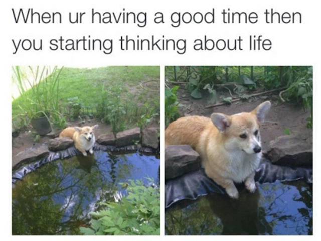 meme de un cachorro Corgi sentado a la oriilla de un lugar con agua 