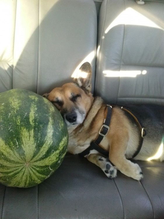 Perro Corgi acostado sobre una sandía en el asiento de un coche 