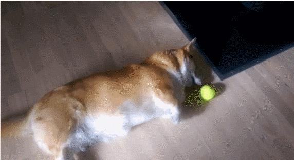 Gif de un cachorro Corgi jugando con una pelota de Tenis 