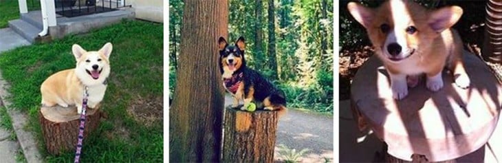 Fotografías de cachorros Corgis sobre troncos de madera 