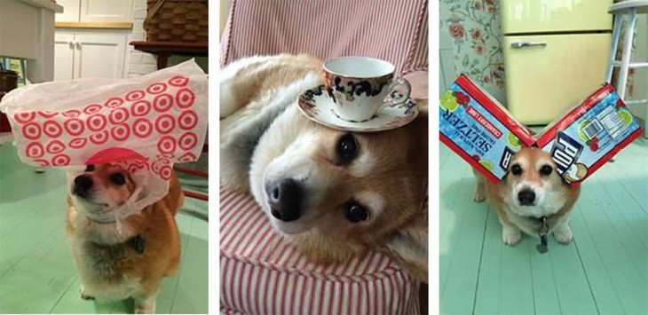 3 fotografías de un cachorro Corgi con cosas en su cabeza 