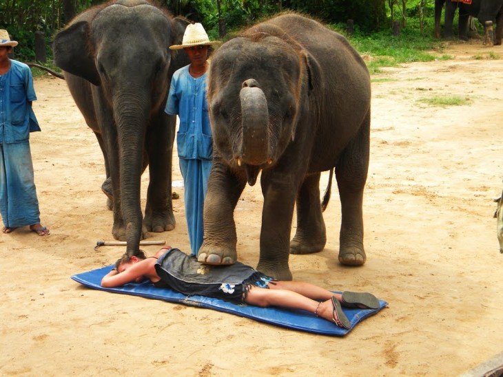 dos elefantes dando un masaje a una chica que esta en el suelo en Tailandia 