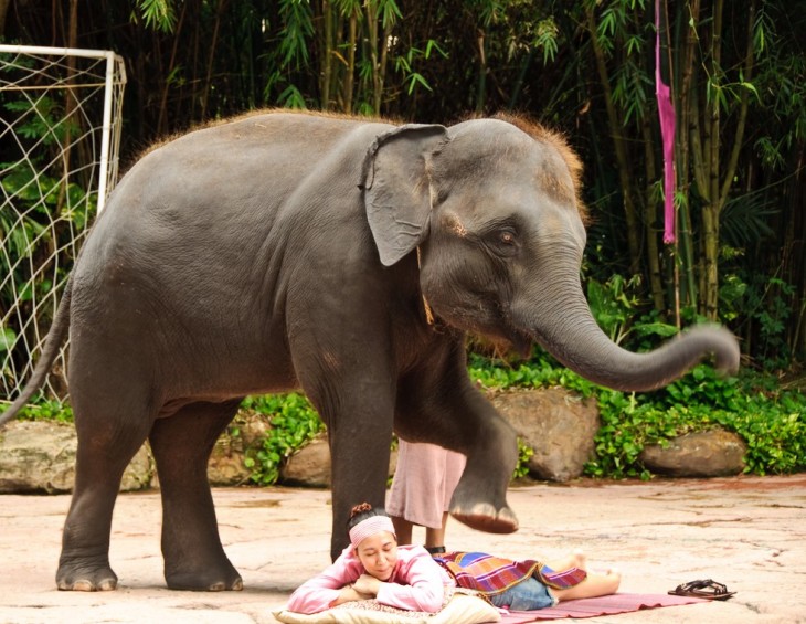 Mujer recibiendo un masaje por un elefante 