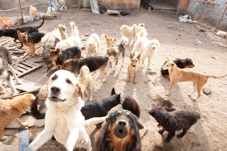 Perros de diferentes razas dentro de un refugio en China 