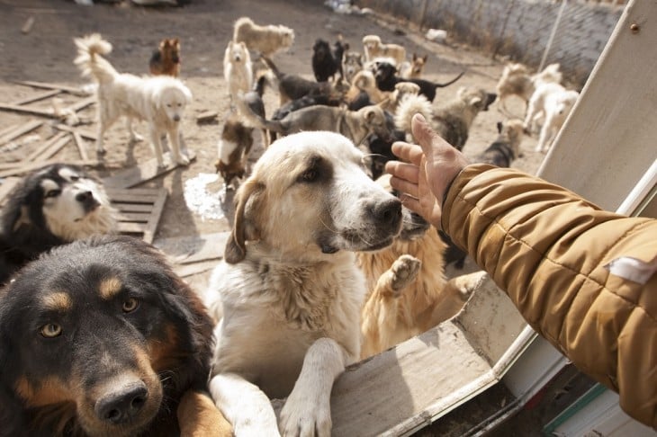  Wang Yan tiene un albergue para perros en China 