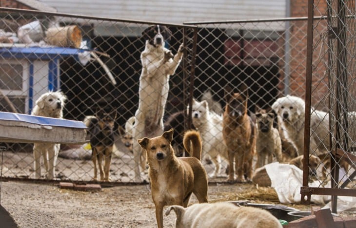 Perros de difeentes razas en un refugio en China 