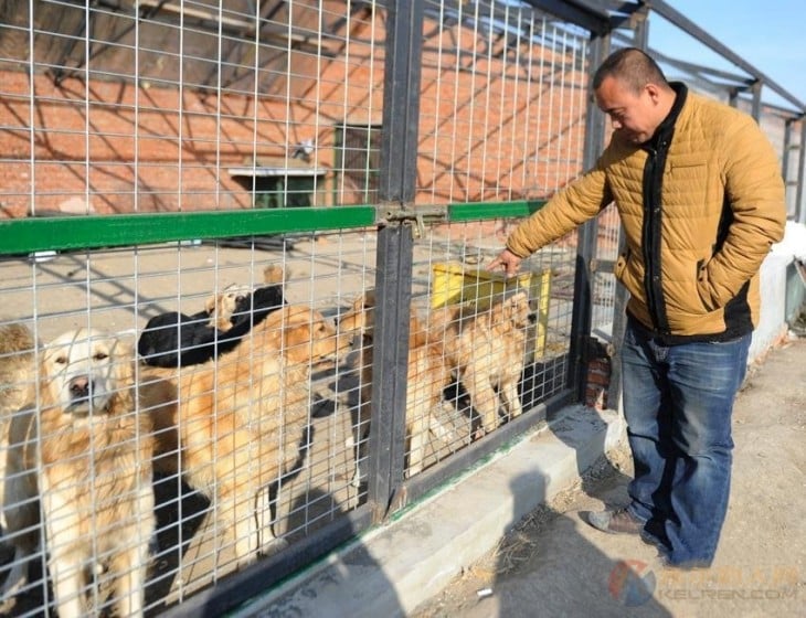 Hombre viendo a perros detrás de una reja 