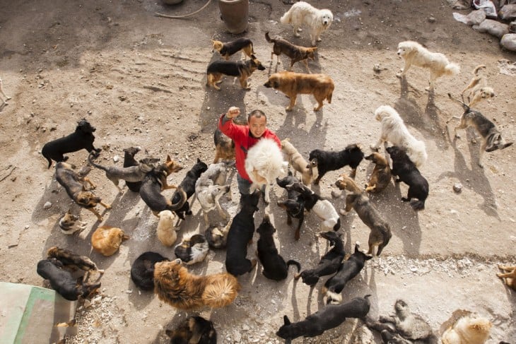 Wang Yan millonario en china que hizo un refugio para perros 