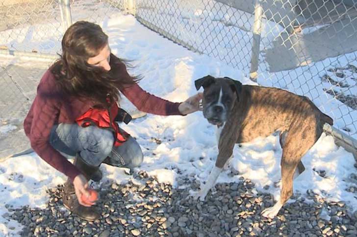 perro boxer Mickey que no quieren adoptar