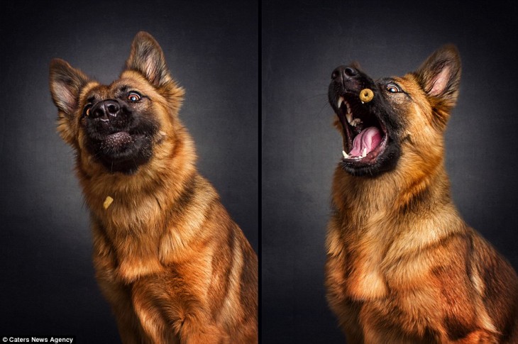 PERRITO FELIZ POR RECIBIR UN BOCADO. eSTE PASTOR ALEMÁN ESTABA DESESPERADO POR COMER